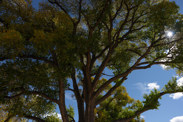 Fototapeta premium The sun filtering through a large Cottonwood tree