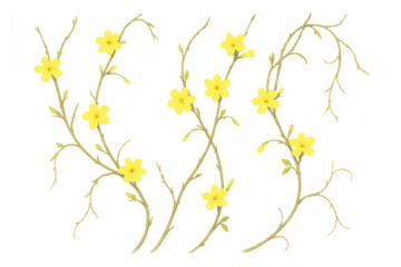 Yellow jasmine flowers blooming on vines, botanical illustration presenting spring floral elements on a transparent background