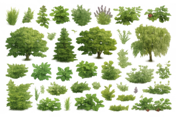 Collection of trees, bushes and ground cover plants for landscapes. Isolated forest and garden greenery on transparent background