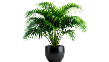 Obraz premium Lush indoor palm plant in a modern black pot against a stark black background