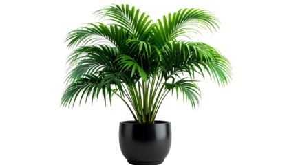 Lush indoor palm plant in a modern black pot against a stark black background