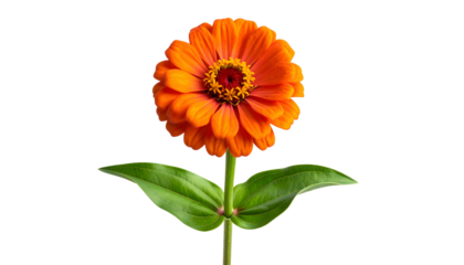 Isolated vibrant orange flower with detailed petals, stem, and leaves against black