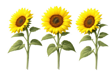 Obraz premium Three bright yellow sunflowers with green leaves opening, symbolizing summer, nature, and growth on transparent background