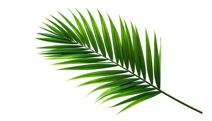 A single, vibrant green palm leaf with a curved shape against a black background © Budi