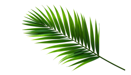 A single, vibrant green palm leaf with a curved shape against a black background