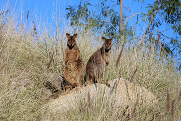 Two rock wallabies animals standing upright on a rock surrounded by long dry grass in Australia