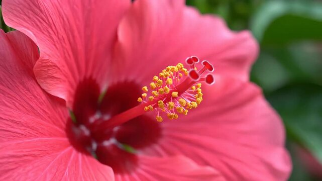 Close up of a vibrant pink hibiscus flower in full bloom showcasing its intricate stamen and petals.