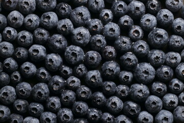 Blueberries with water drops close up studio shot over © DnTprod