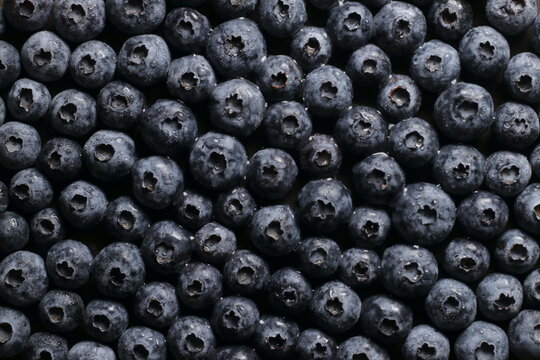 Blueberries with water drops close up studio shot over