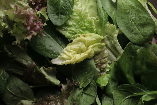 Salad close up studio shot over