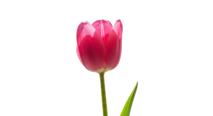 Single pink tulip flower with green stem and leaf on black background bloom blossom, Isolated On Png Transparent Background