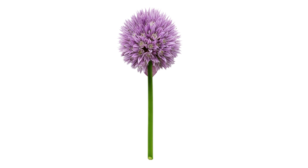 Single purple chive flower head on green stem isolated on black bloom blossom, Isolated On Png Transparent Background