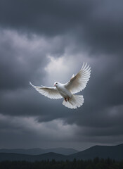 Fototapeta premium seagull in the sky