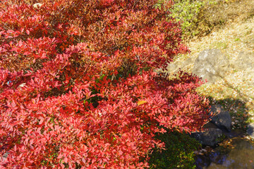 紅葉するドウダンツツジの葉