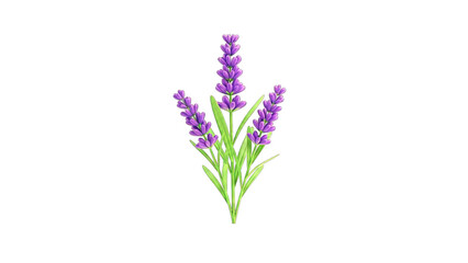 Obraz premium Lavender Flowers Isolated on White Background