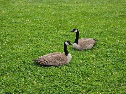 Canada goose on the grass