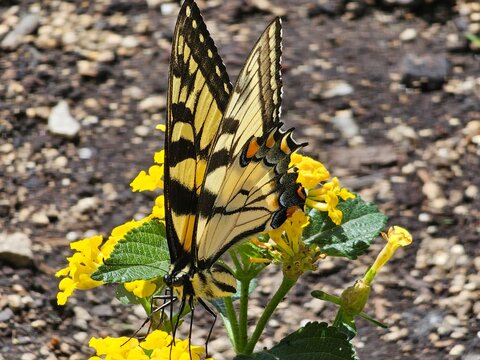butterfly on flower