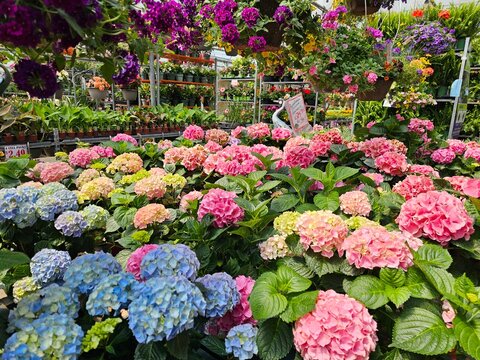 flowers in the garden