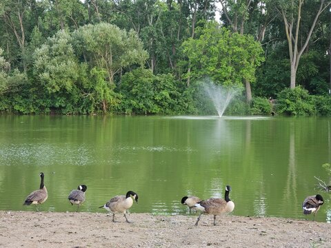 The Lake