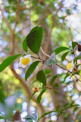 野生のチャノキ・冬に咲く茶の花