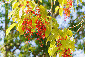 イイギリの赤い実