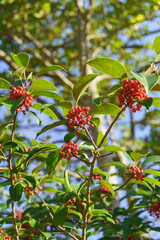 秋から冬に実るクロガネモチの赤い実