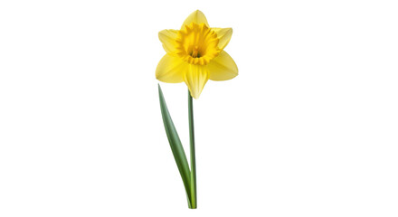 Fototapeta premium Single yellow daffodil flower with green stem and leaf on black background bloom blossom, Isolated On Png Transparent Background