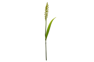 Single green grass blade with a developing spikelet, isolated on transparent background, symbolizing growth and agriculture