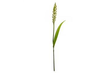 Single green grass blade with a developing spikelet, isolated on transparent background, symbolizing growth and agriculture