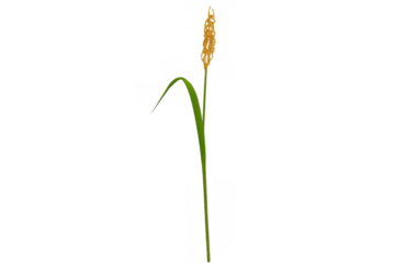 Rice plant stalk with ripe golden grains, representing harvest, agriculture, and organic food production on transparent background