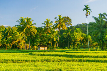 Fototapeta premium Beautiful morning view in Indonesia, panoramic landscape of rice fields with mountain ranges and clear sky