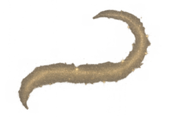 Golden glitter dust swirling, shiny sparkle trail, abstract magic light effect with transparent background element