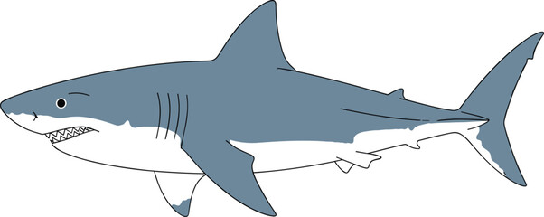 Realistic vector illustration of shark side view with sharp teeth, dorsal fin, blue gray body, isolated on white background