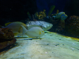 Fototapeta premium Underwater scene of marine fish swimming near the seabed with coral and rocks. The image shows ocean life in a natural aquatic environment with soft light and clear water