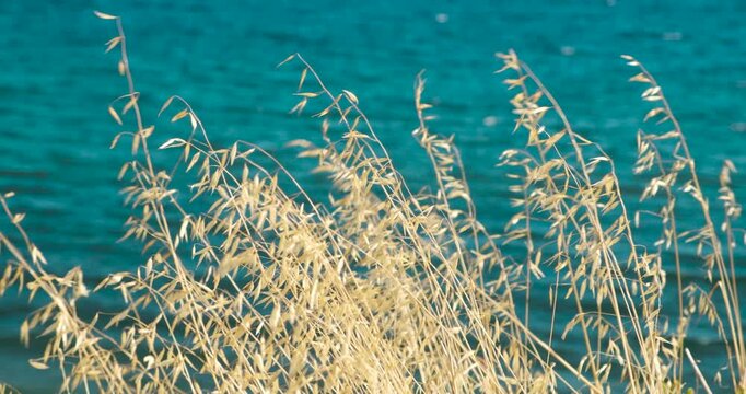 Dry yellow grass sways in the wind against the backdrop of a calm blue sea, relaxation and tranquility concept