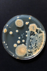 Petri Dish with Bacterial Colonies  in Microbiology Lab