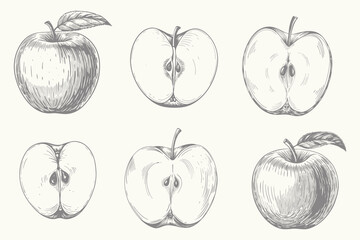 Vintage style apple fruits and cut fruits illustration. Hand drawn berry and fruit sketch Engraved style. Eps 10 © SAGOR