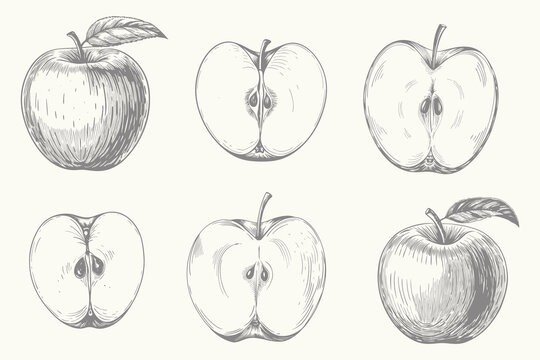 Vintage style apple fruits and cut fruits illustration. Hand drawn berry and fruit sketch Engraved style. Eps 10