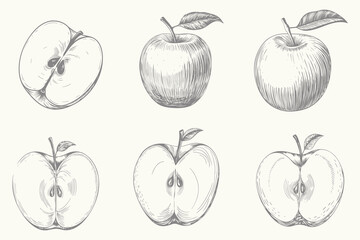 hand-drawn sketches different style apple illustration set Engraved style. Vintage style berry and fruit sketch. Eps 10 © SAGOR
