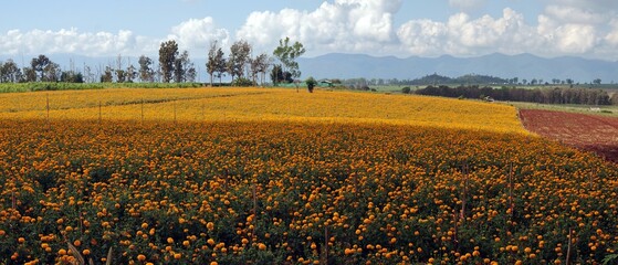 landscape with a field of flowers