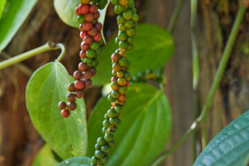 Close-up view of red and green peppercorn hanging in vegetable garden © Anucha