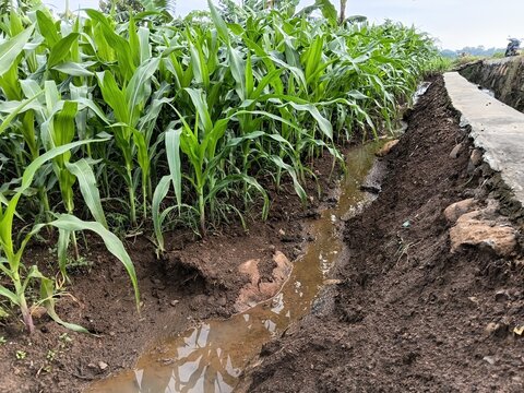 reen corn field with traditional irrigation system. Lush organic maize plants growing by a water canal in a rural farm. Agriculture and farming.