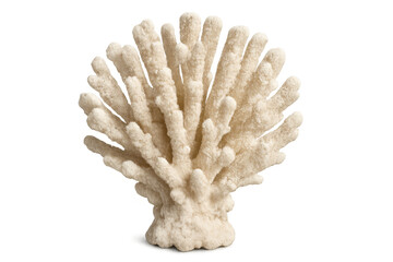 White coral skeleton, a beautiful marine organism finding its natural habitat in ocean reefs, isolated on transparent background
