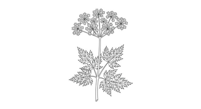 Monochrome botanical illustration of a cow parsley plant with detailed leaves and umbel flower head, drawn in a classic line art style.