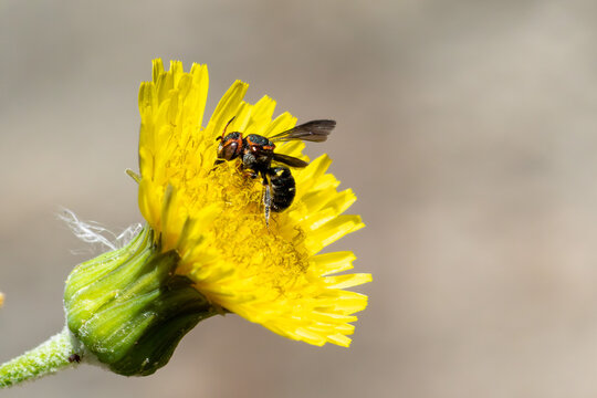 Abelha do subg&ecirc;nero Epanthidium pertence &agrave; tribo Anthidiini, da fam&iacute;lia Megachilidae, em uma flor de serrlha.
