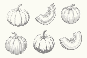 Vintage Realistic detailed pumpkin vector illustration. Cut parts pumpkins set Engraved style. isolated. Eps 10