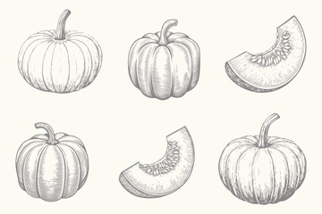 Vintage style crisp autumn pumpkin illustration. Engraved style Cut parts of fall orange vegetable drawn isolated. Eps 10