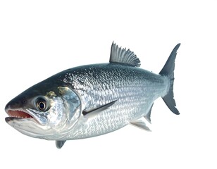 Obraz premium Silvery fish with sharp teeth isolated against a white background
