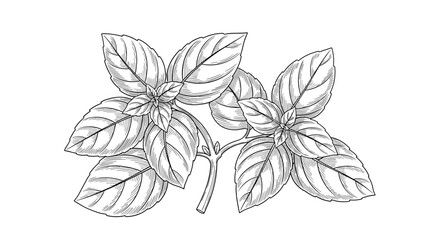 Hand-drawn black and white illustration of a fresh basil sprig in a detailed vintage engraving or woodcut sketch style.