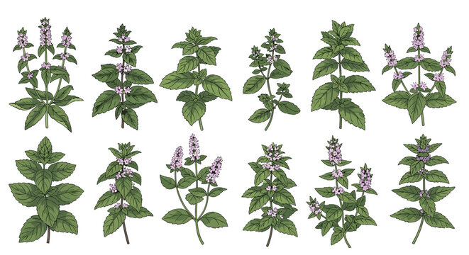 Collection of hand-drawn mint plant illustrations with leaves and flowers in a vintage botanical drawing style vector set.
